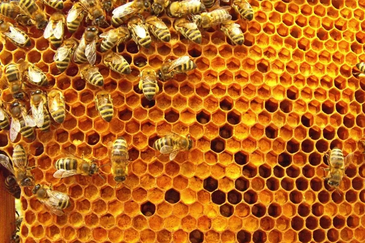 مستشارة التغذية بـ” معجزة الشفاء ” : خبز النحل ينظف الجسم من السموم المتراكمة والمعادن الثقيلة