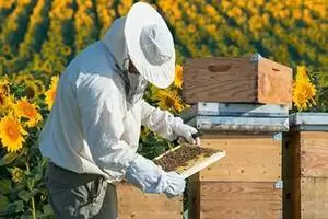 مستشارة التغذية بـ ” معجزة الشفاء ” تكشف عن علاقة العسل بزيادة الكفاءة
